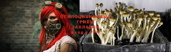 индика Зеленодольск